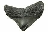 Posterior Juvenile Megalodon Tooth - South Carolina #375955-1